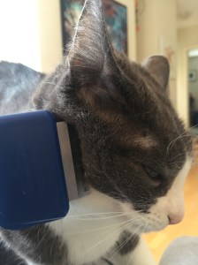 Furminator on Supi head