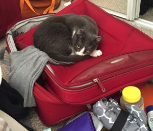 Cat on suitcase
